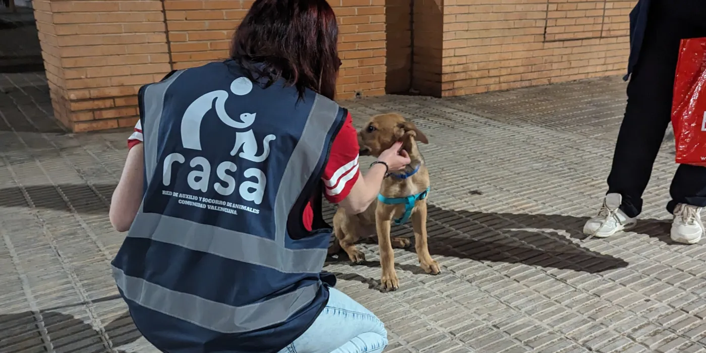 Un cachorro en brazos, envuelto en una manta
